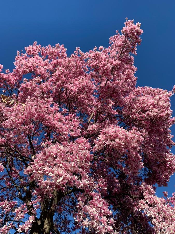 La Magnolia Villa Calolziocorte Esterno foto